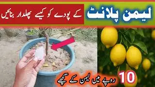 Best organic fertilizer for lemon plants || Nibu ke podhe ko hara bhara karne ka tarika 