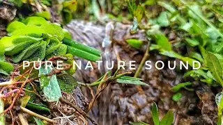 Pure Nature Sound | Relaxing Flowing Water in Green Fields. Pure Nature Sound 