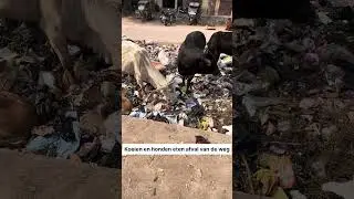 Koeien Eten Afval op Straat in India