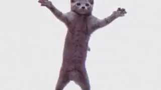 Cat dancing to hamster song void meme