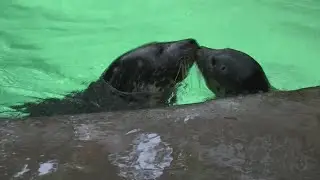 Aquarium of Niagara welcomes new harbor seal pup