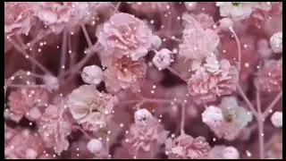 Bunga Baby Breath Pink Devf 55