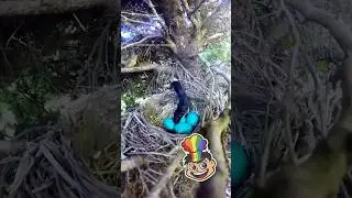 This Bird Learned how to Out-smart Snakes