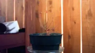 Drosera Hartmeyerorum Flowering Time Lapse
