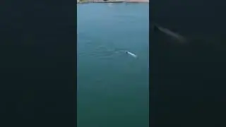 paradeep neherubangla 🏖️🐬🐋