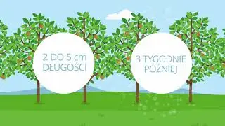 Corto 10 WG - Architekt smukłej korony i pięknego plonu