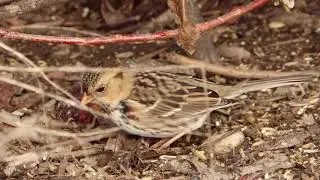 Harris's Sparrow