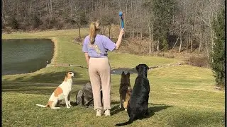 PLAY FETCH WITH US 🎾🐶