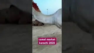 northern bypass mandi | camel mandi karachi | northern bypass mandi update