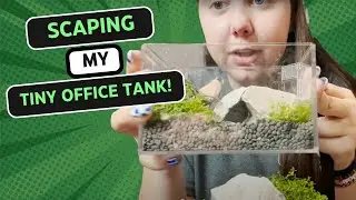 Scaping My Office Tank