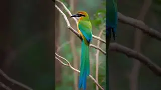 Amazonian Motmot. #birds #amazonbirds #amazonanimals #amazonforest