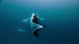 Значение термина &laquo;циклон скатов&raquo;, на примере питания мант принца Альфреда (Manta alfredi).