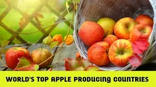 Top 10 Largest Apple Fruit Producing Countries In The World