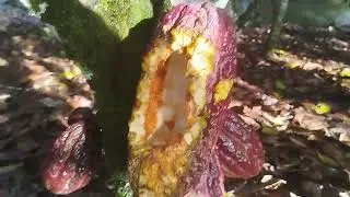 Paca come o cacau na planta 