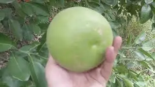 Eureka, Lisbon, Desi, Liter Lemon Fruits Picking in my Farm house | Engineer Ka Bagh #gardening