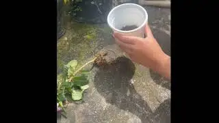 Tugas Biologi 