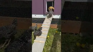 more footage of Alaska chicks! #alaska #chicken #outside #love #prettybabies #shorts