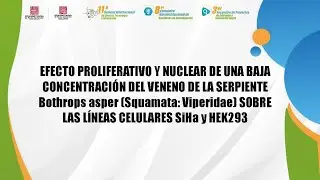 EFECTO PROLIFERATIVO Y NUCLEAR DE UNA BAJA CONCENTRACI&Oacute;N DEL VENENO DE LA SERPIENTE Bothrops asper