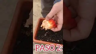 CULTIVA PIMIENTO 🫑🌶️en CASA F&Aacute;CIL. #elmanualdelagricultor #cultivo #pimiento #agricultura #bio