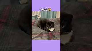 The Most Legendary Cat Memes (then vs now) #shorts
