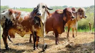 #gircow  Gir Cow for sale in Gujarat 