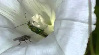 Thick-Legged Flower Beetle