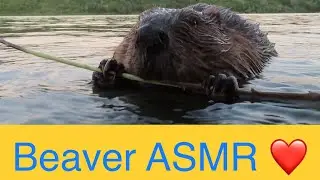 Beaver ASMR &hellip; Close Up to a Beaver MUNCHIN&rsquo; on a Tree Branch
