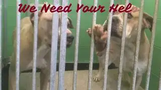 Help these dogs : Manston Boarding Kennels - Thanet Kent 01843 823 568