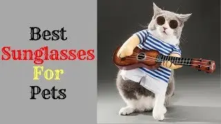 Best Sunglasses For Pets 2019