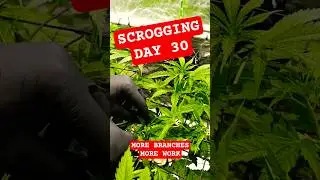 The Scrog turns green quickly | Day 30