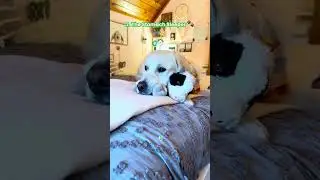 🐶 Dogs' Sleeping Positions EXPLAINED! So Adorable! 💤❤️