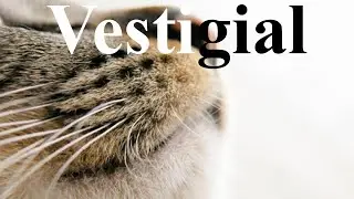 Evolution's leftovers: Vestigial traits in people and animals