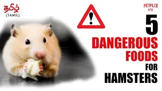 5 Dangerous Foods !! for Hamsters in தமிழ்  |  Hamster Feeding  |  PETFLIX Tamil | Hamster Tamil
