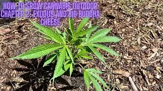 How to Grow Cannabis Outdoor Chapter 2: Exodus and Big Buddha Cheese-Week 1