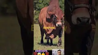 Big cow of the year 😁😃 respect 💯