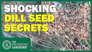 Unlocking Dill&rsquo;s Secret: Growth Hacks & Tasty Recipes