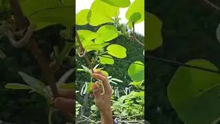 Tutorial Thinning Kiwi