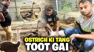 Ostrich k sath ye Kya hogaya😭mini zoo me emergency operation karna parha