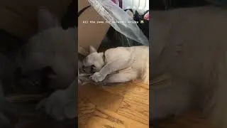 Easy teeth clean for your cat with a matatabi stick! #funnycats #cutepet #catshorts #catsofyoutube