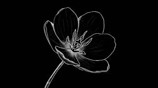 Blooming Flower - Animation