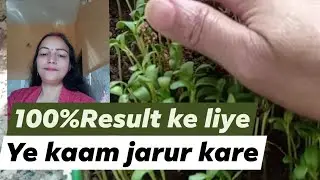 किचन के बीज से ही उगाये ये दो साग#organicfarming#video