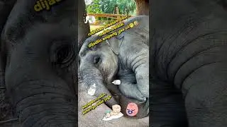 #sleep #elephantsleep #animals #babyelephant #elephant #funny