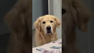 Brooo!! #funny #shorts #dogs #cute #goldenretriever #dogshorts #dogsworld #pets #bro #doggie