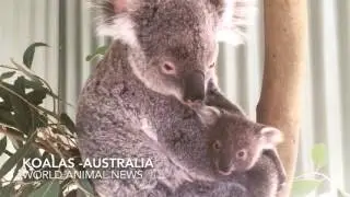 Baby Koala & Mom Australia -World Animal News