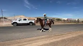 3 Year Old Curly Missouri Foxtrotter Stallion Gaiting