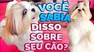 PERGUNTAS E RESPOSTAS SOBRE CÃES: A VETERINÁRIA RESPONDEU 22 DÚVIDAS E CURIOSIDADES SOBRE CACHORROS