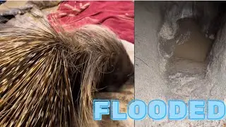Spike the porcupine's house flooded so let&rsquo;s go fix it