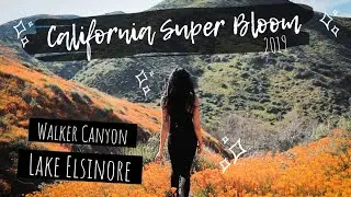 CALIFORNIA SUPER BLOOM 2019 | WALKER CANYON | LAKE ELSINORE 🌼🌸🌻