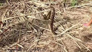 So Brave !! Village Girl and Boy Catch Very Big Snake In Sugar Cane Farm