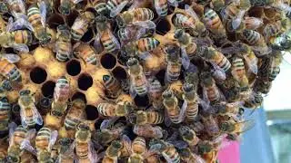 Worker brood on left, drone brood on right
